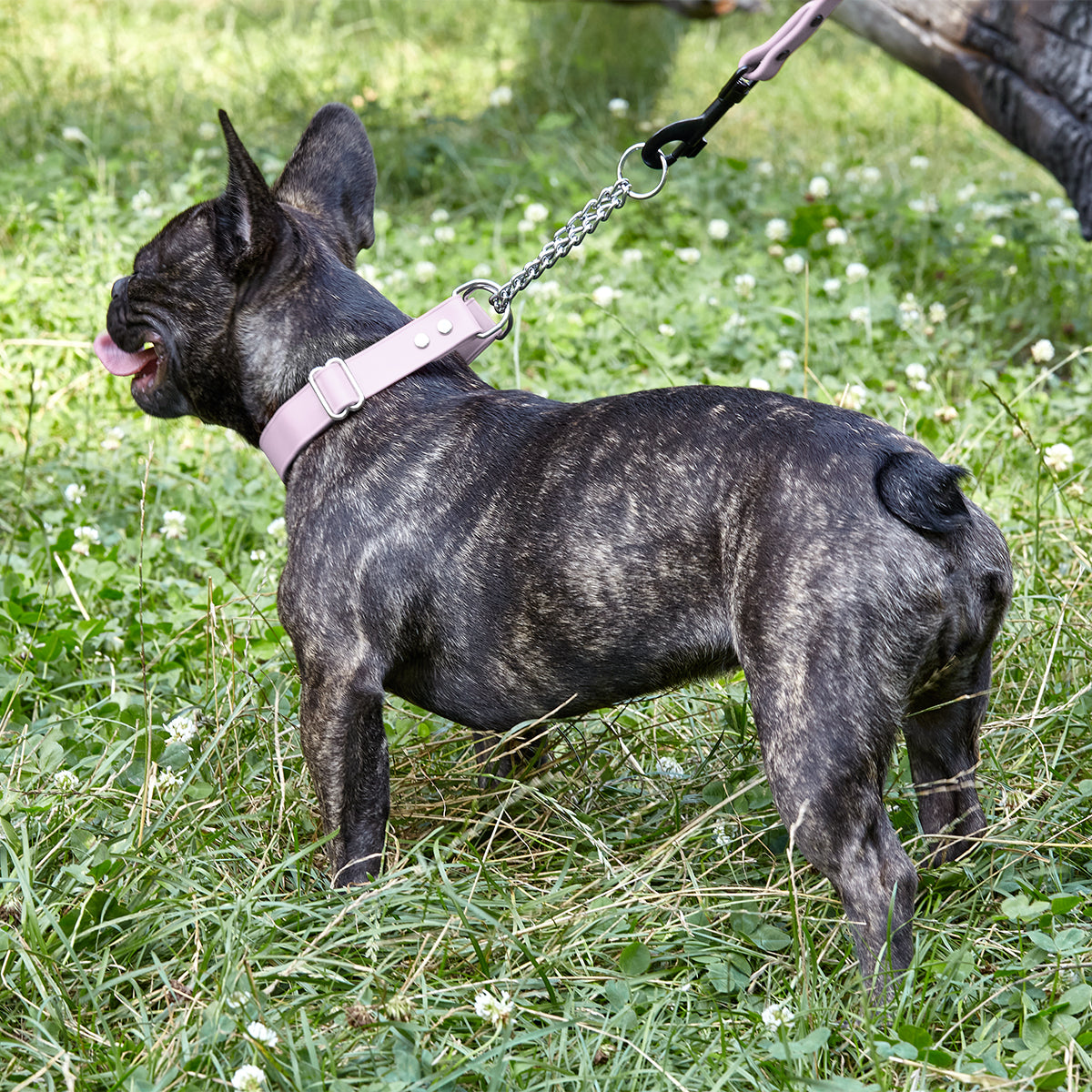 Dogline Biothane Adjustable Martingale Collar
