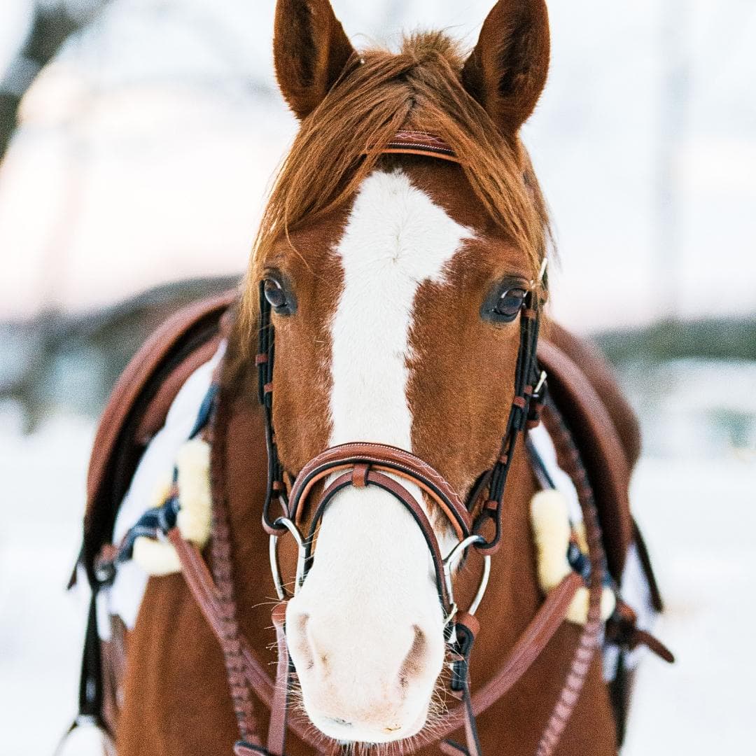 Bridles & Reins ExionPro Twin Designer Fancy Stitched English Snaffle Bridle with Reins
