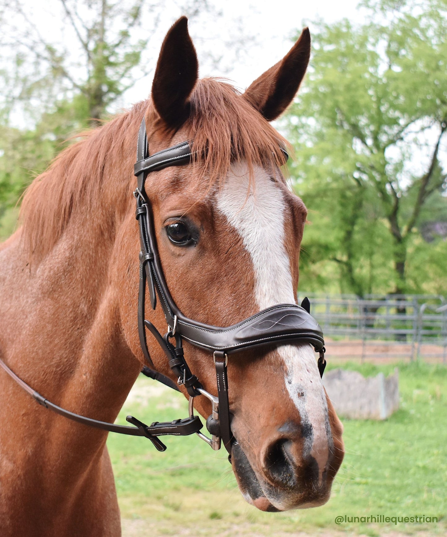 Bridles & Reins ExionPro 'Auriga' Anti-Pressure Bridle with Reins