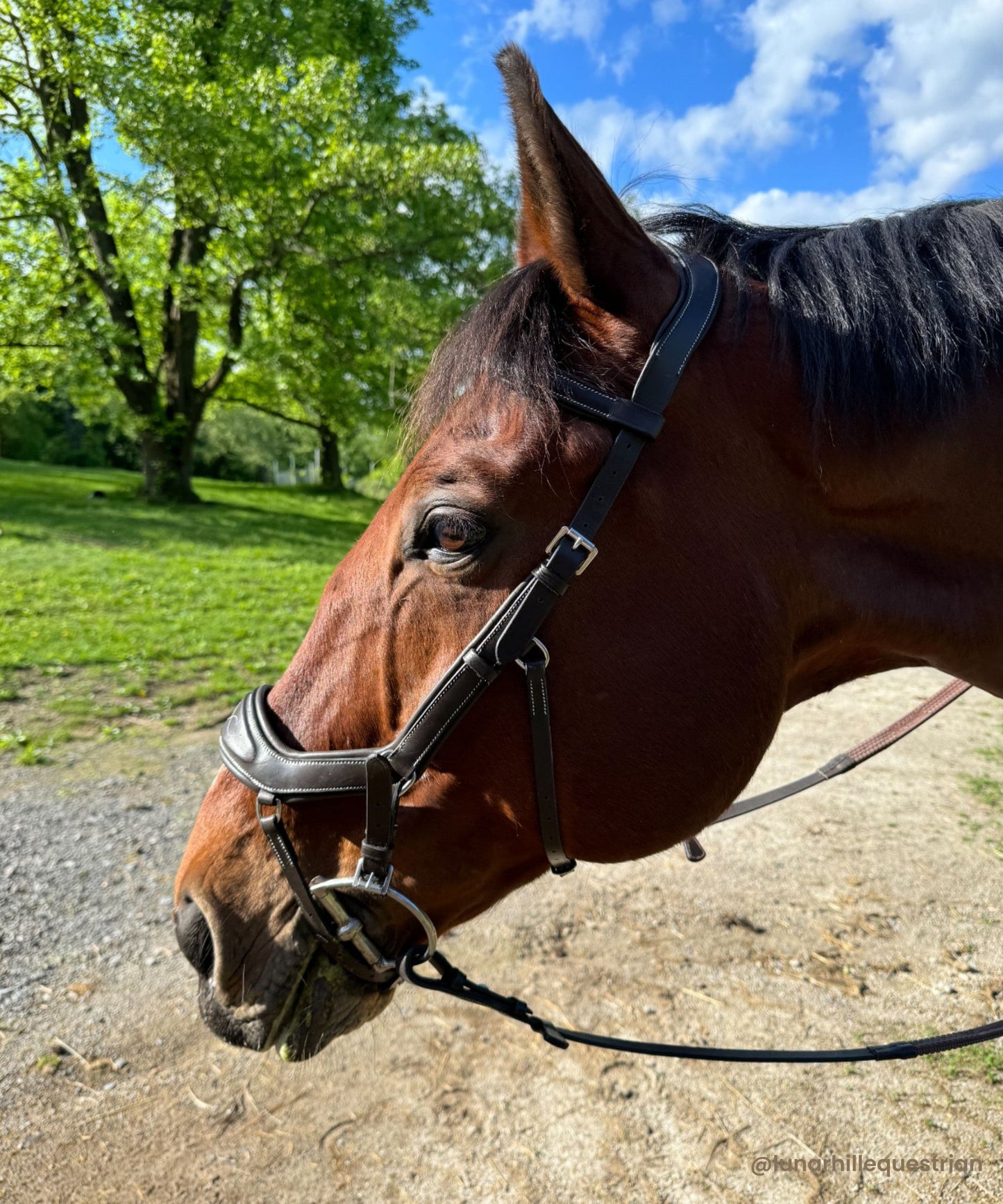 Bridles & Reins ExionPro 'Auriga' Anti-Pressure Bridle with Reins