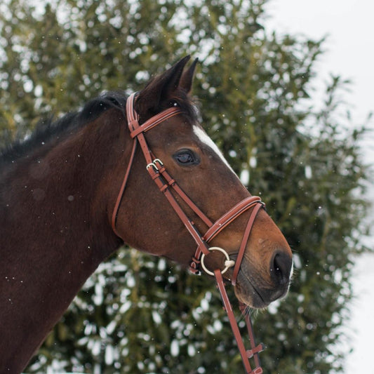 Bridles & Reins ExionPro Pressure Relief Crown Raised Padded Jumping Bridle with Reins