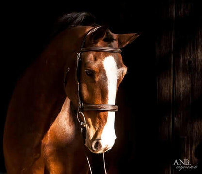 Bridles & Reins Replacement Noseband of ExionPro 'Hercules' Hunter Bridle