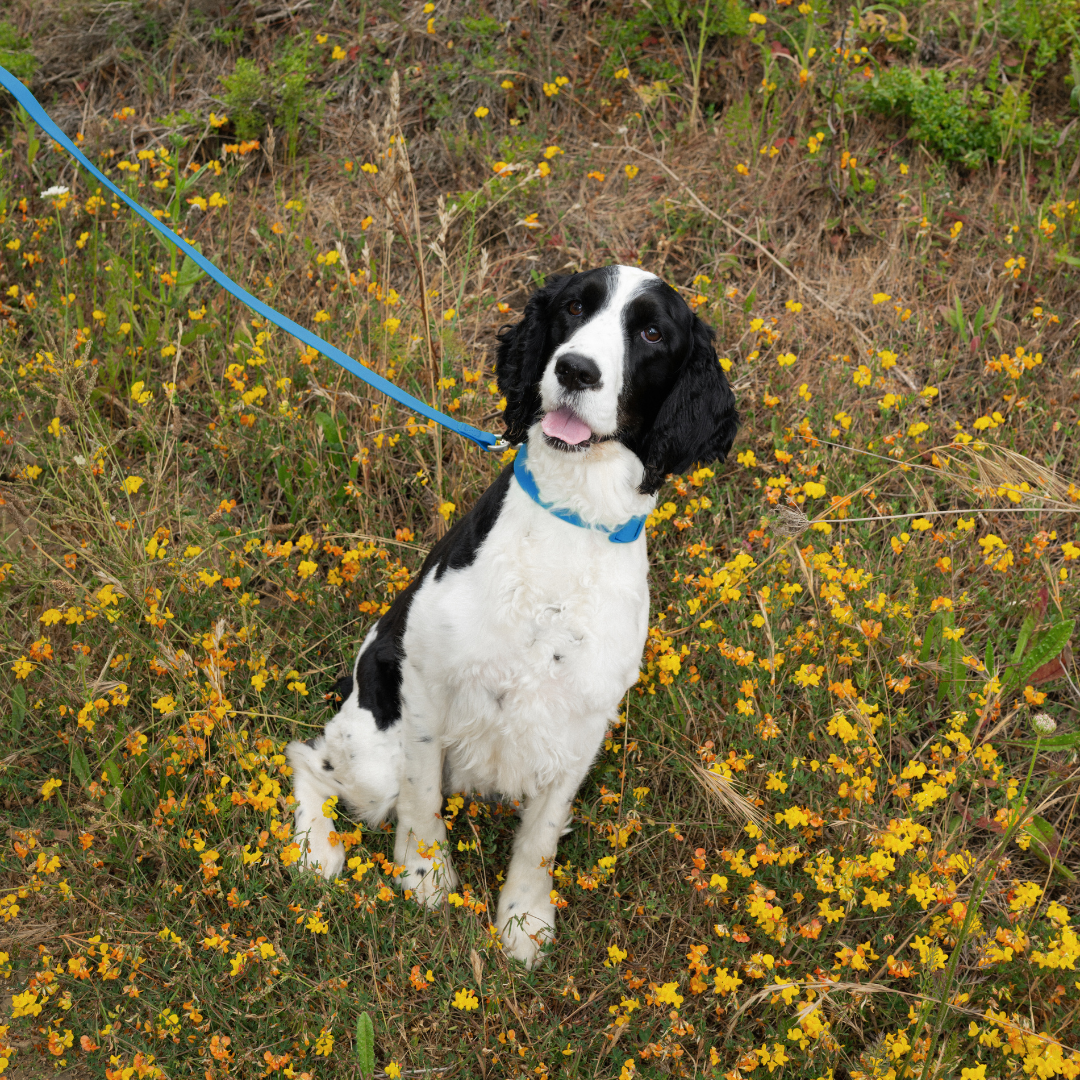 Springland Pets Waterproof Dog Leash - 5ft