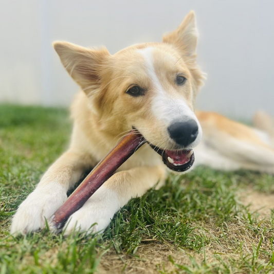 Bully Bunches - 12 Inch Jumbo Bully Stick
