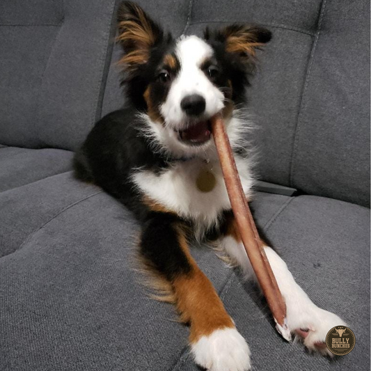 Bully Bunches - 12 Inch Standard Bully Stick