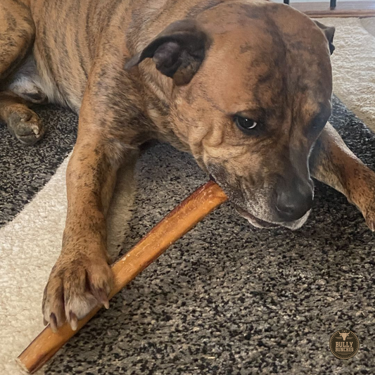 Bully Bunches - 12 Inch Thick Bully Stick