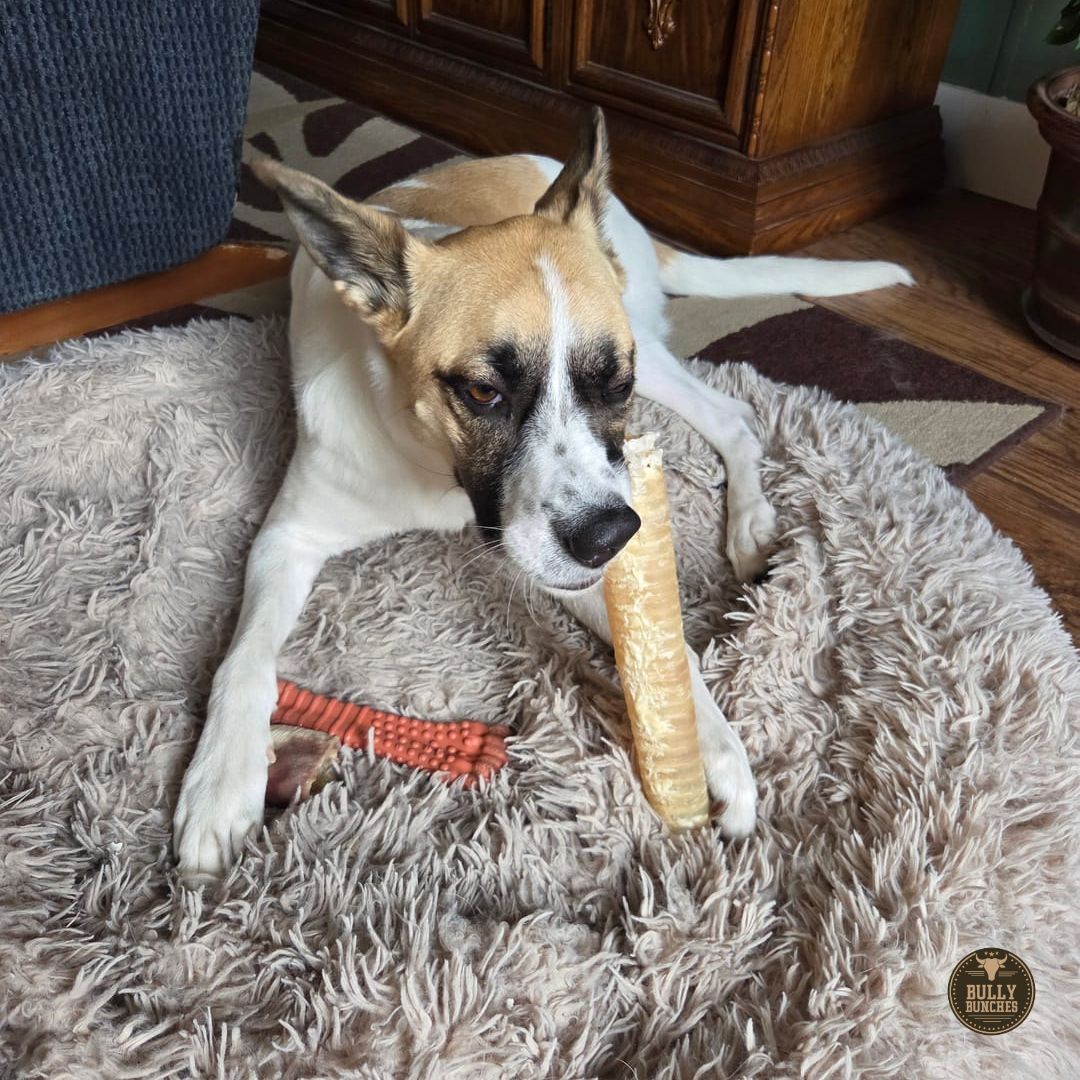 Bully Bunches - 12 Inch Beef Trachea