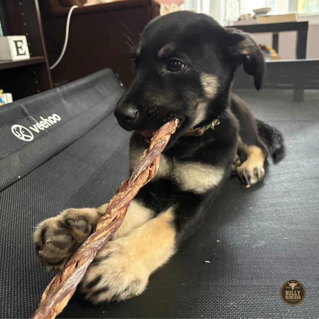Bully Bunches - 12 Inch Braided Jerky Stick