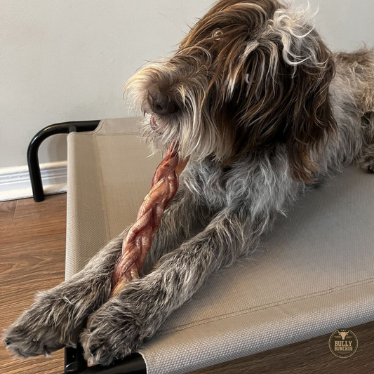Bully Bunches - 12 Inch Jumbo Braided Bully Stick