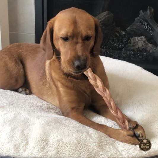 Bully Bunches - 12 Inch Thick Braided Bully Stick