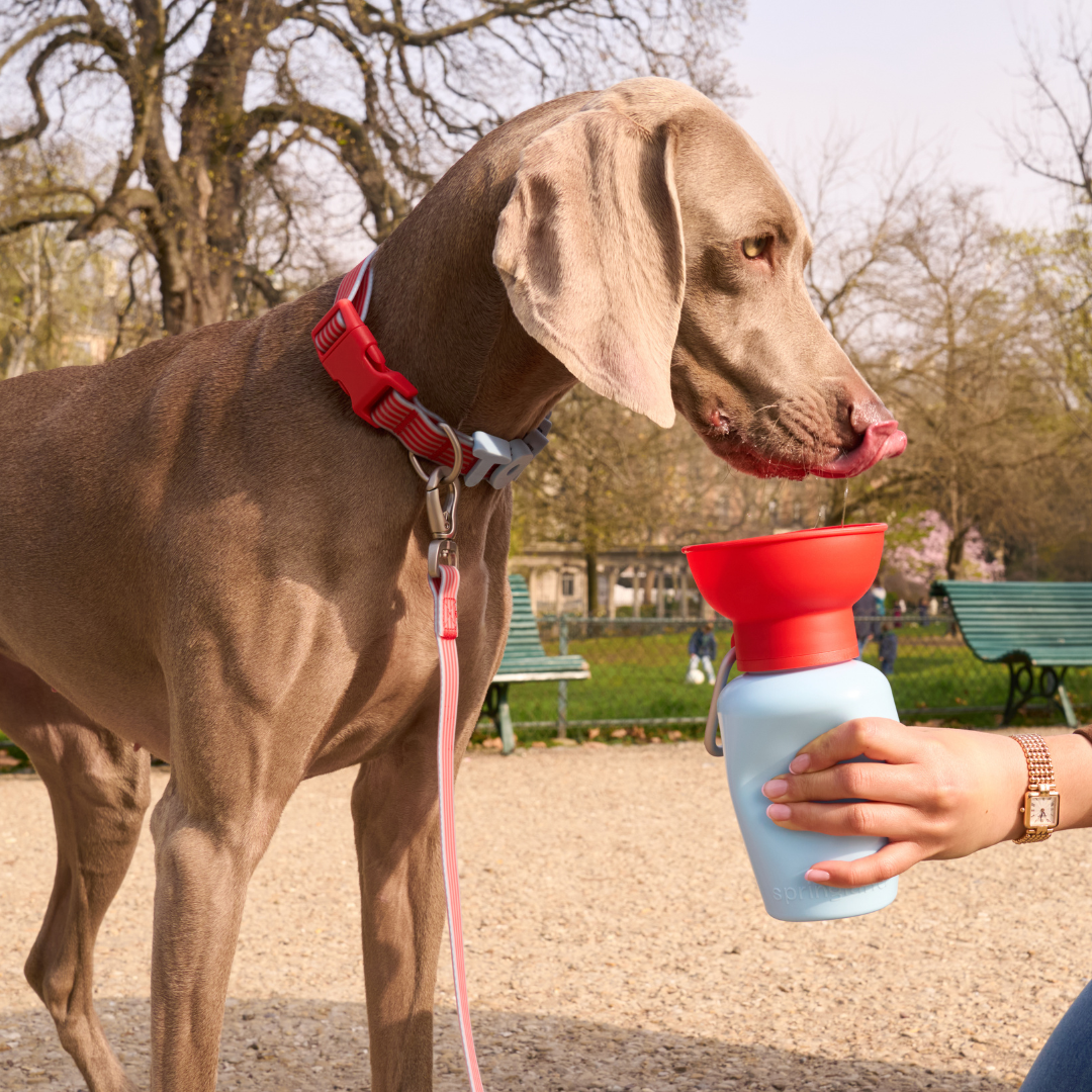 Springland Pets 20oz Flip Dog Travel Water Bottle
