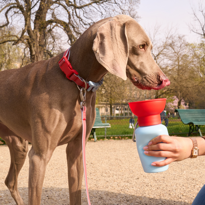 Springland Pets 20oz Flip Dog Travel Water Bottle