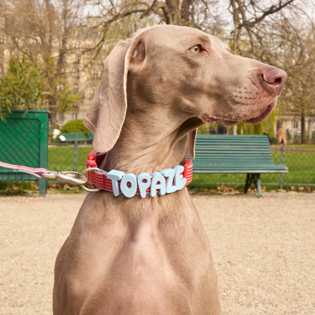 Springland Pets Waterproof Dog Collar