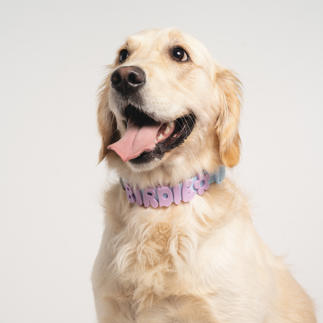 Springland Pets Waterproof Dog Collar