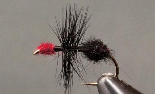 Stone Creek Ants