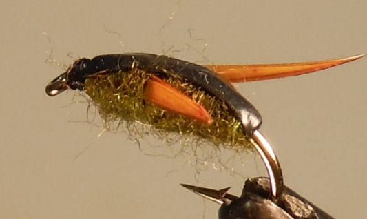 Stone Creek Water Boatman