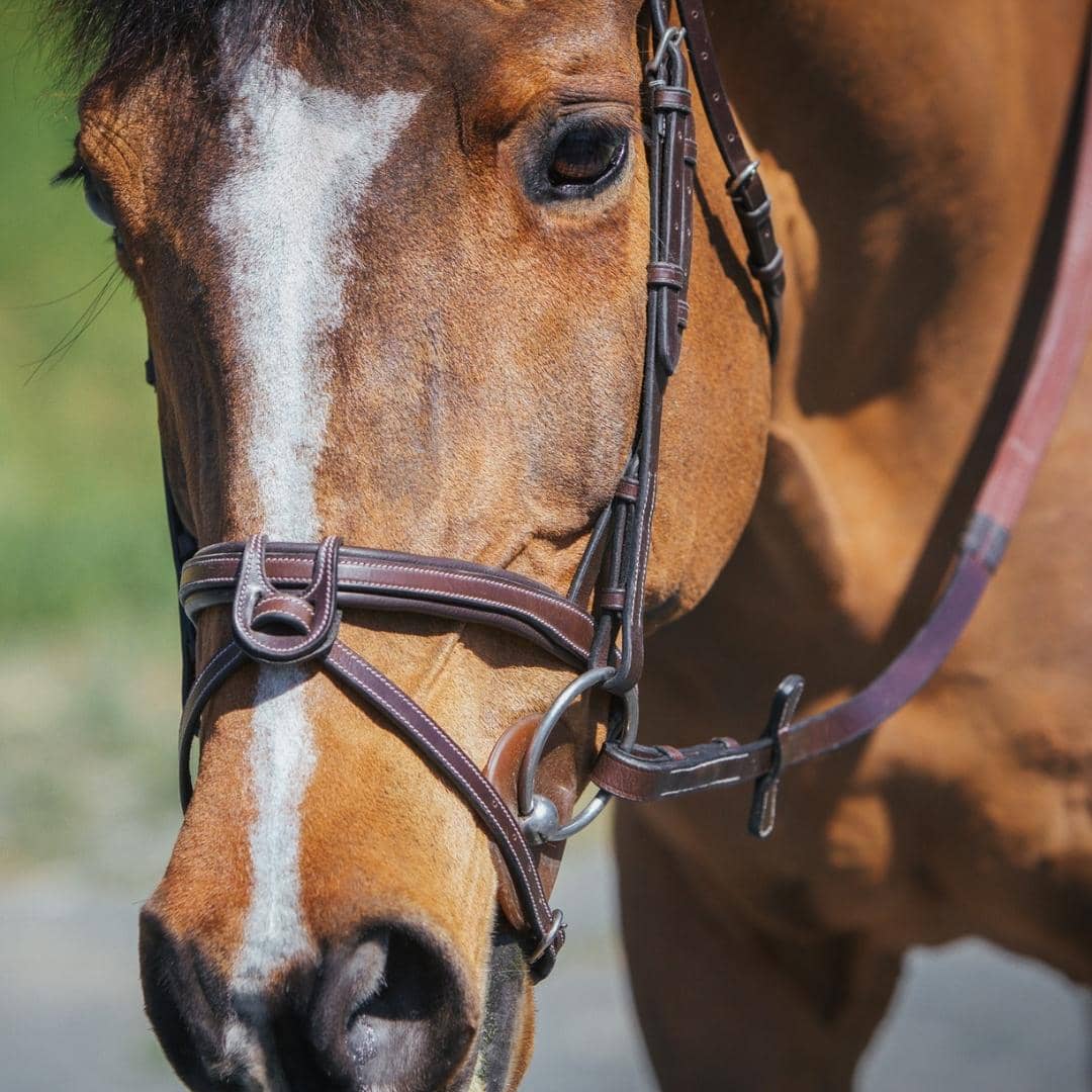 Bridles & Reins Replacement Noseband of ExionPro Fully Padded Snaffle Bridle with U Shaped Detachable Flash