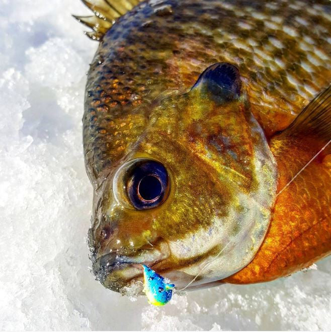 Kenders - Rainbow Trout Bright UV Tungsten Jig