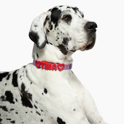 Springland Pets Waterproof Dog Collar