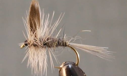 Stone Creek Blue Dun