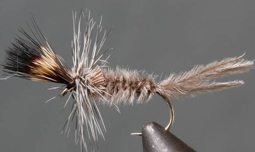 Stone Creek Crane Fly Larva - Grey