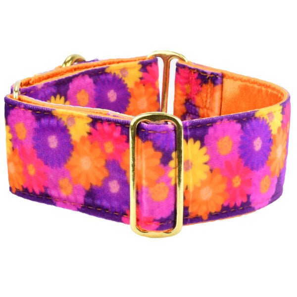 2 Hounds Design Gerbera Daisy Elite Velvet Buckle Martingale Dog Collar - Angler's Pro Tackle & Outdoors