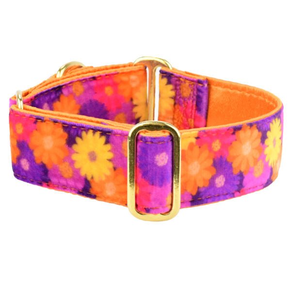 2 Hounds Design Gerbera Daisy Elite Velvet Martingale Dog Collar - Angler's Pro Tackle & Outdoors