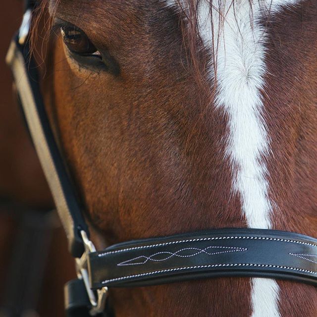 Bridles & Reins ExionPro Fancy Stitched Halter - Brass Nickel Hardware