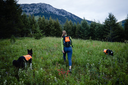 Orange Aglow Dog Safety Vest
