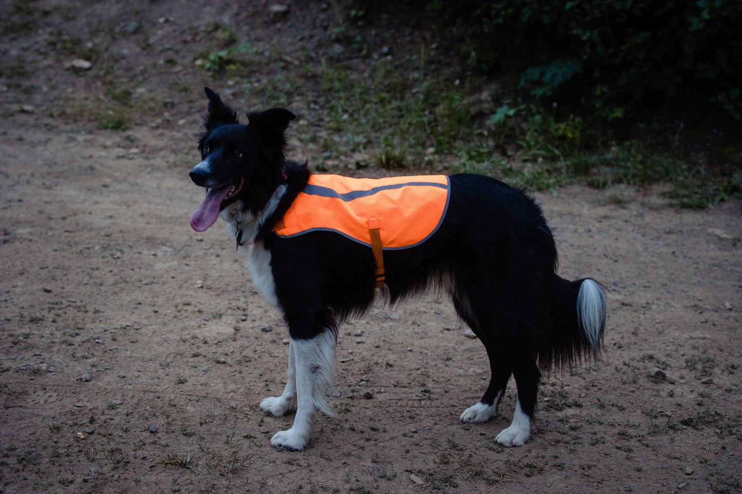Orange Aglow Dog Safety Vest