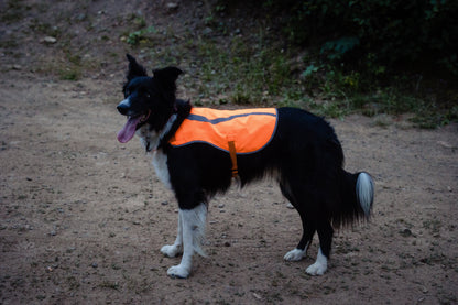Orange Aglow Dog Safety Vest