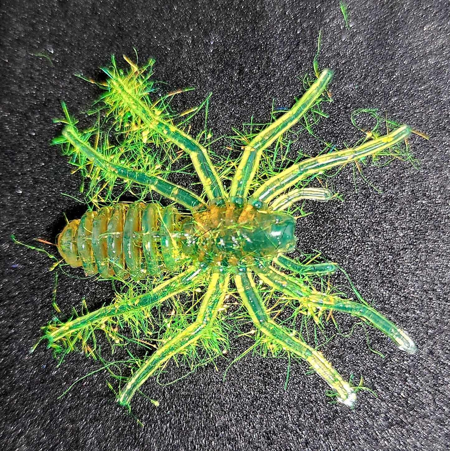 Creek Life Lures Hairy 1" Micro Spider Bait "The Writing Spider"