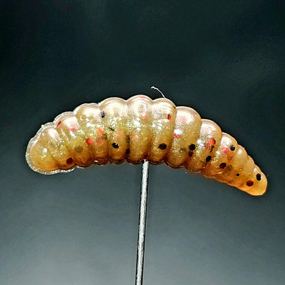 Creek Life Lures Jar of 1" Waxworm "The Tater Bug"