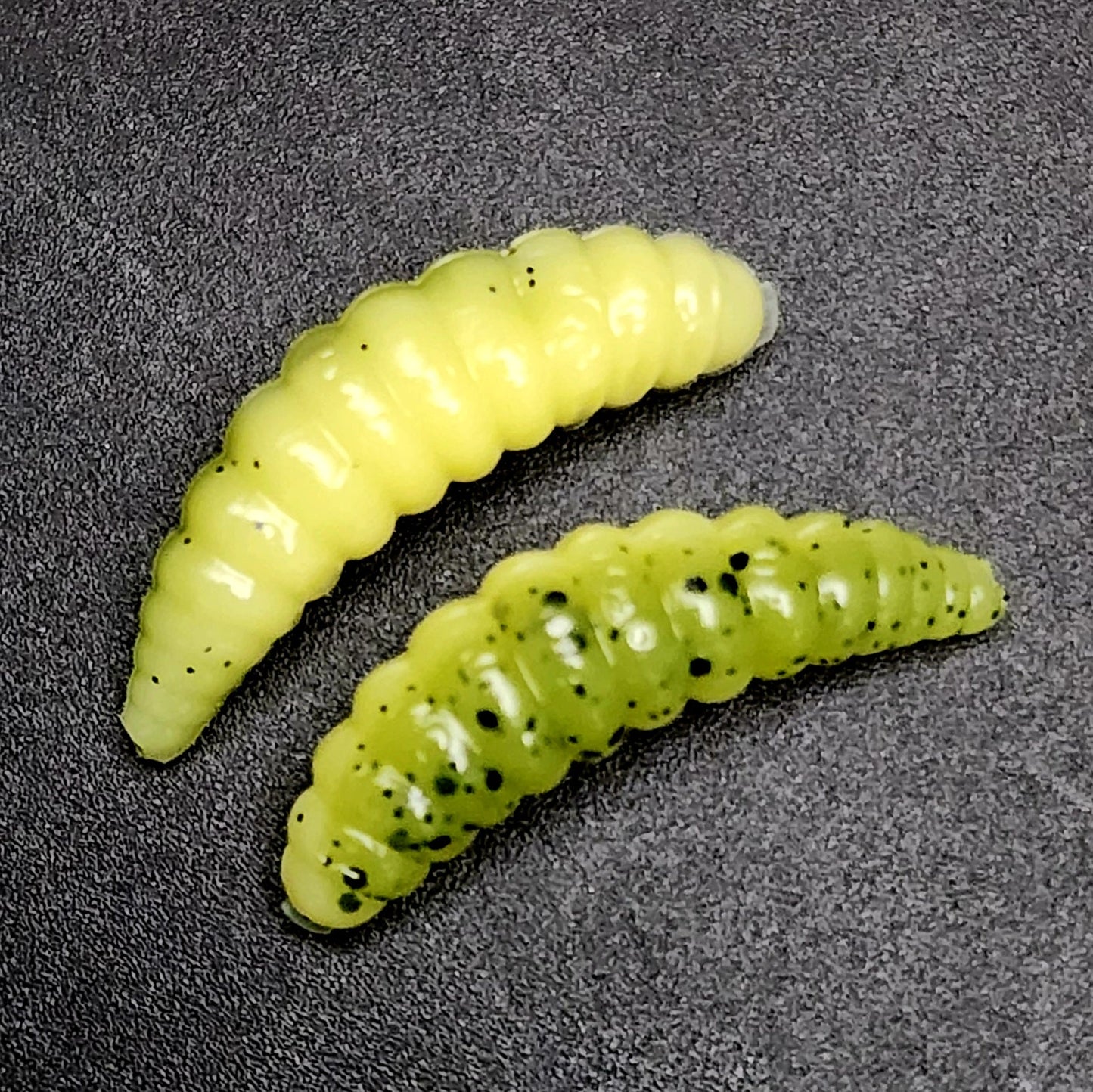 Creek Life Lures Jar of 1" Waxworm "The Tater Bug"