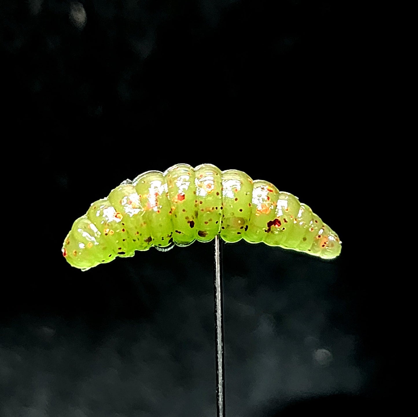 Creek Life Lures Jar of 1" Waxworm "The Tater Bug"