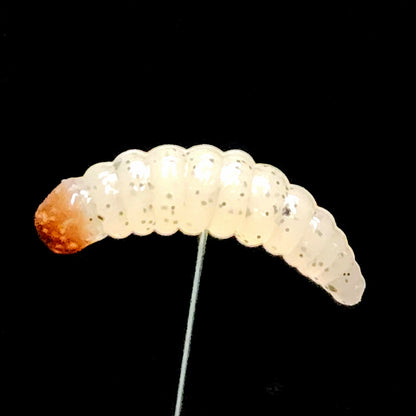 Creek Life Lure Co. 1" Waxworm "The Tater Bug" 8 Per Pack