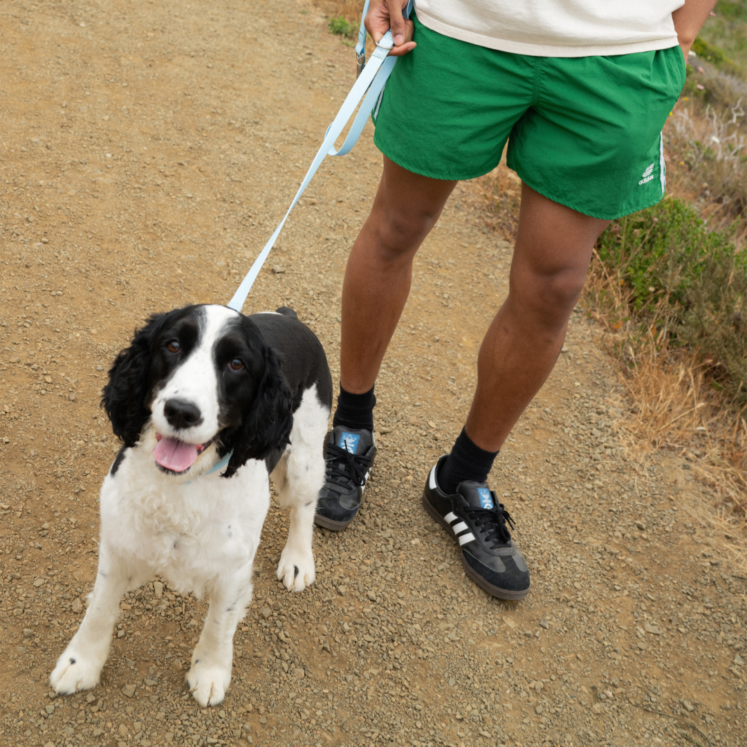 Springland Pets Waterproof Dog Leash - 5ft