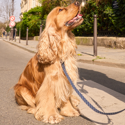 Springland Pets Waterproof Dog Leash - 5ft