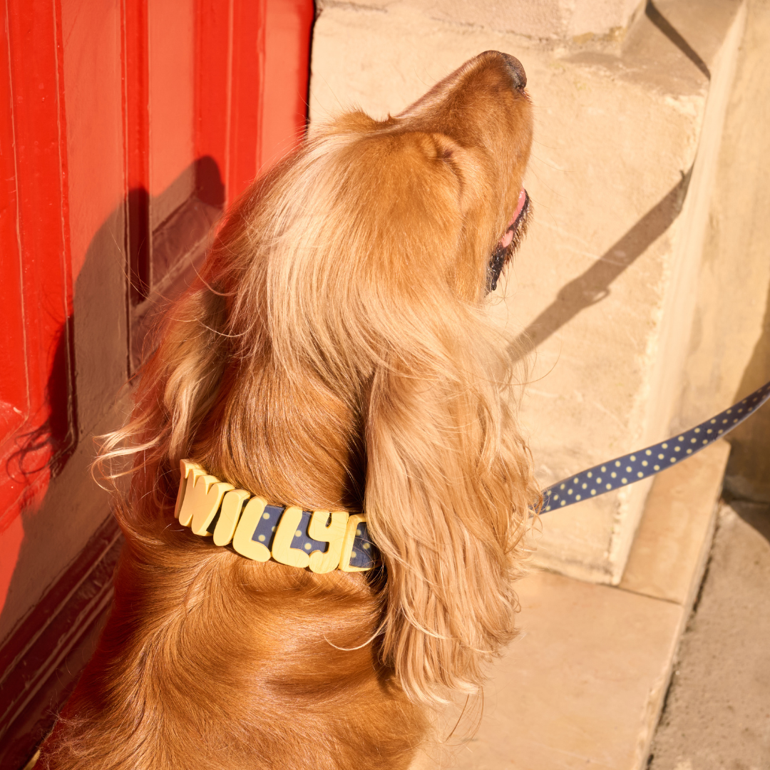 Springland Pets Waterproof Dog Collar