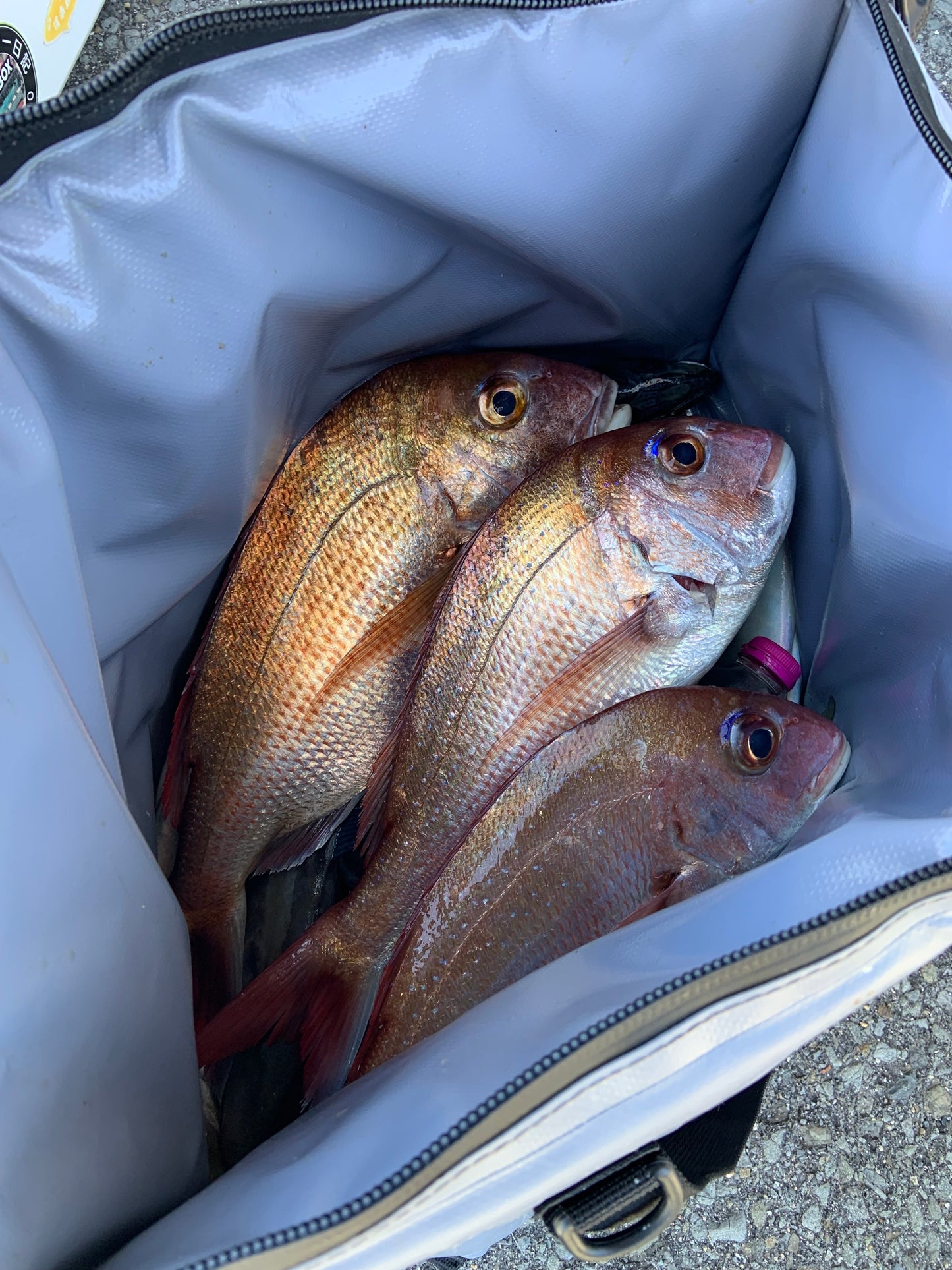Buffalo Gear 27QT Fish Bag Cooler With Flat Bottom