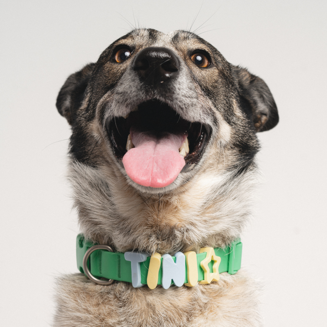 Springland Pets Waterproof Dog Collar