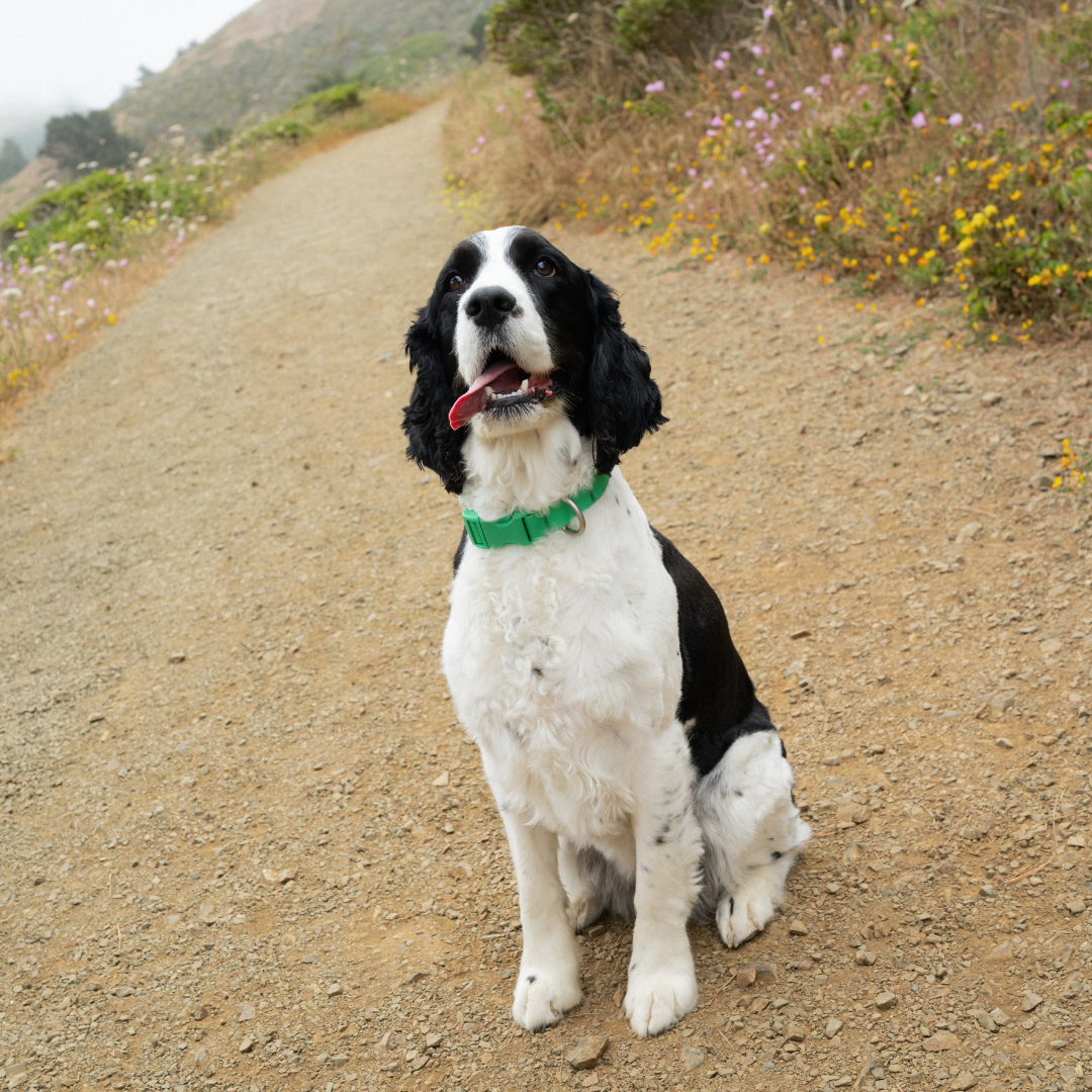 Springland Pets Waterproof Dog Collar