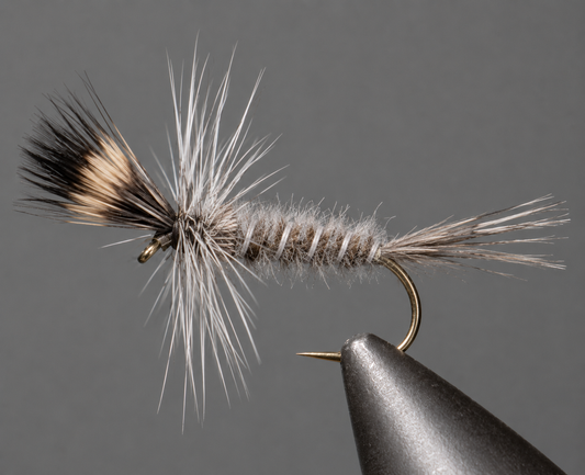 Stone Creek Crane Fly Larva - Grey