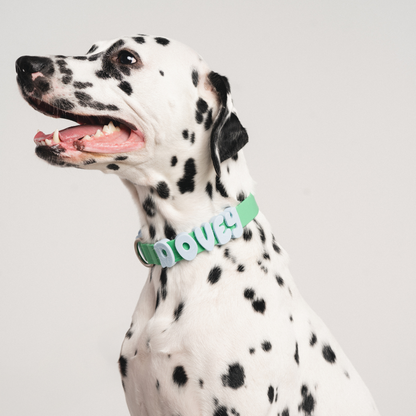 Springland Pets Waterproof Dog Collar