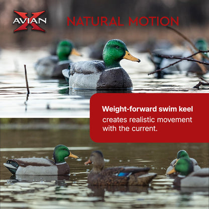 Avian X Top Flight Open Water Mallards Decoys, Ultra Realistic Floating, 6 Pack