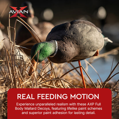 Avian X AXP Full Body Mallards Decoy, Ultra Realistic and Wind Activated, 6 Pack