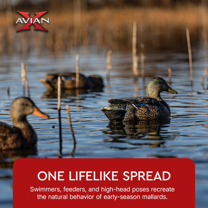 Avian X Topflight Early Season Mallard Duck Realistic Decoys, Multicolor, 6 Pack