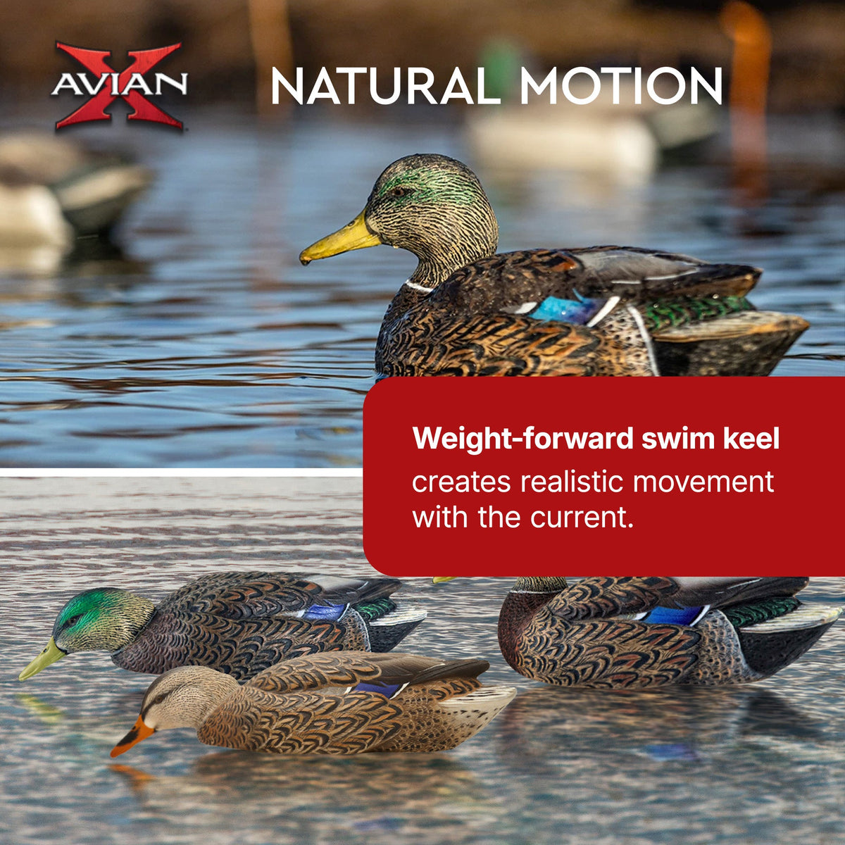 Avian X Topflight Early Season Mallard Duck Realistic Decoys, Multicolor, 6 Pack