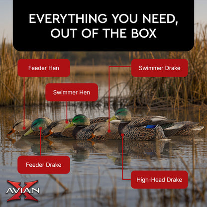 Avian X Topflight Early Season Mallard Duck Realistic Decoys, Multicolor, 6 Pack