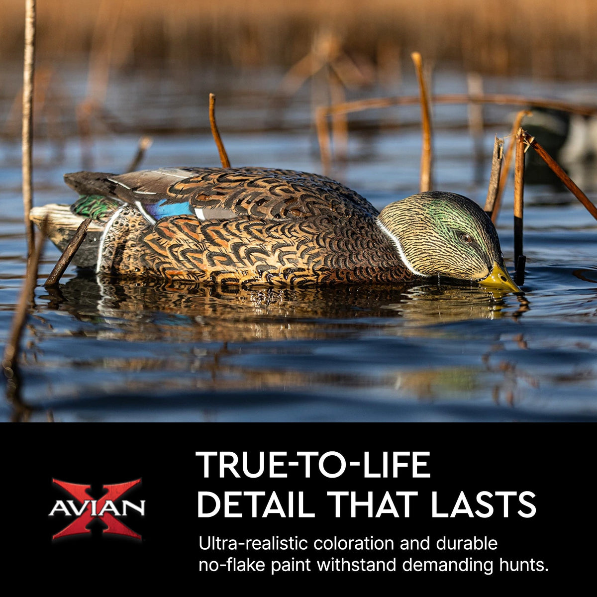 Avian X Topflight Early Season Mallard Duck Realistic Decoys, Multicolor, 6 Pack